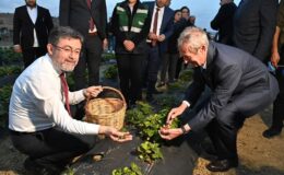 Ceketini Çıkarıp Çilek Topladı