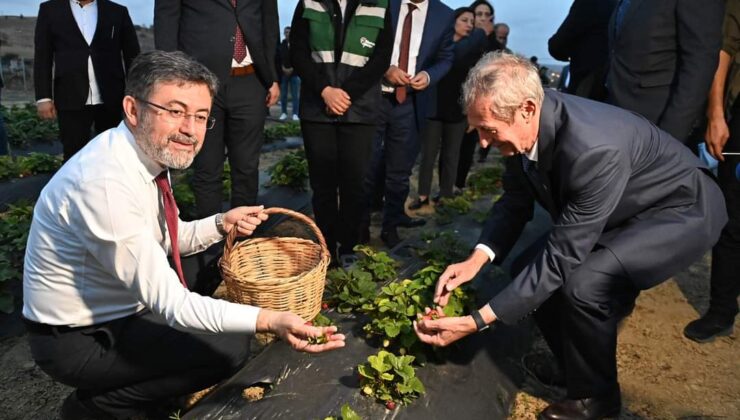 Ceketini Çıkarıp Çilek Topladı