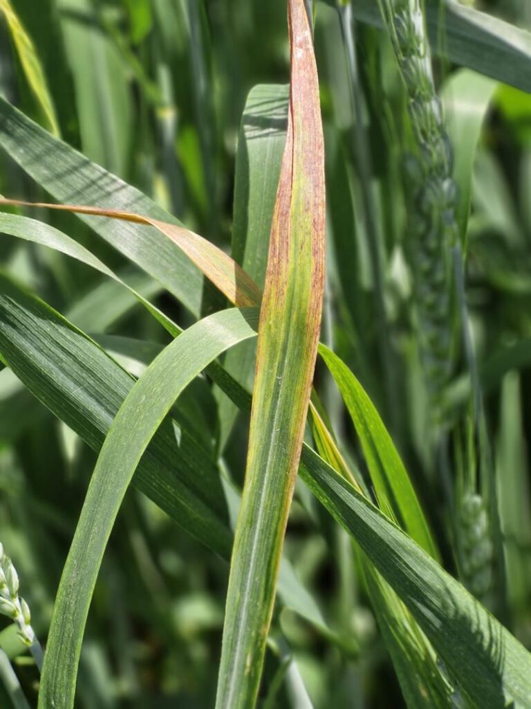Arpa Sarı Cücelik Virüsü (Barley Yellow Dwarf Virus - BYDV) Hakkında